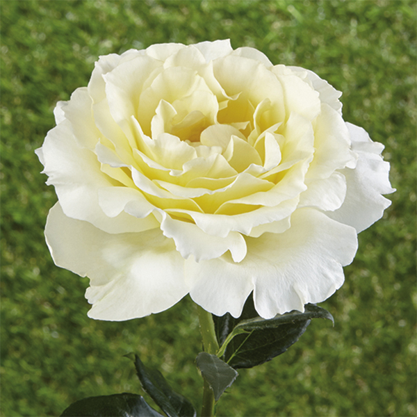 Bodembedekkende rozen